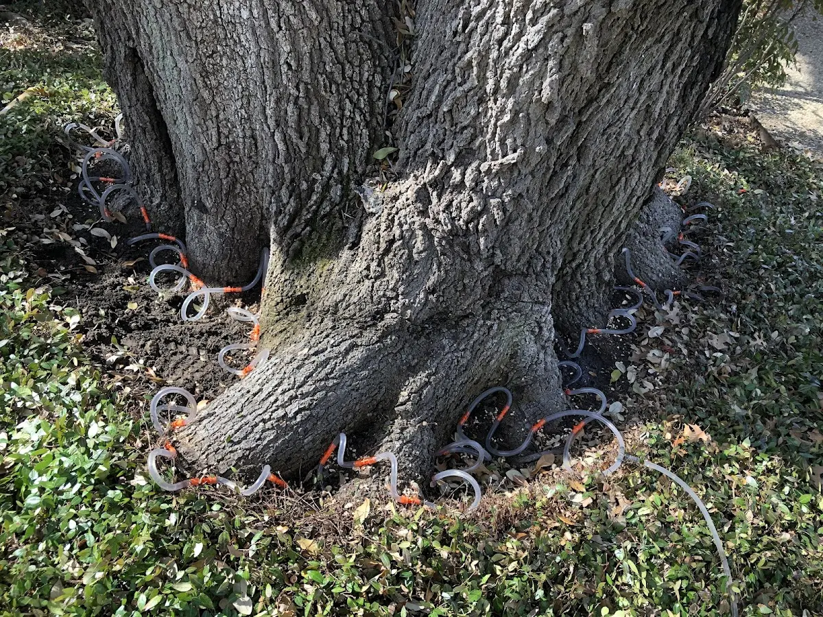 Detailed Tree Cabling and Bracing job site in Colton