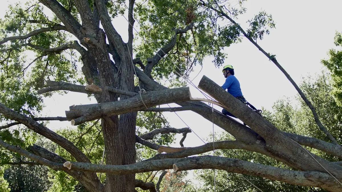 Professional Crown Thinning performed by certified arborists in Colton